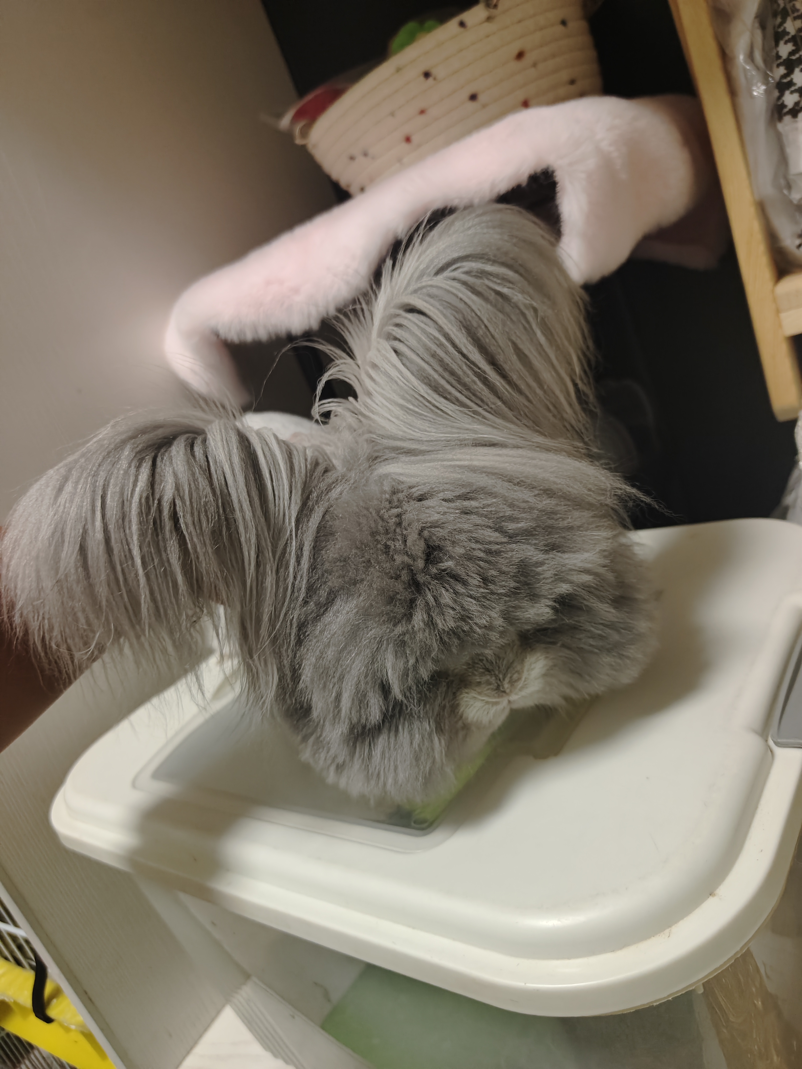 双血熊版极品安哥拉兔星黛露种公展示❤️可蹲后代